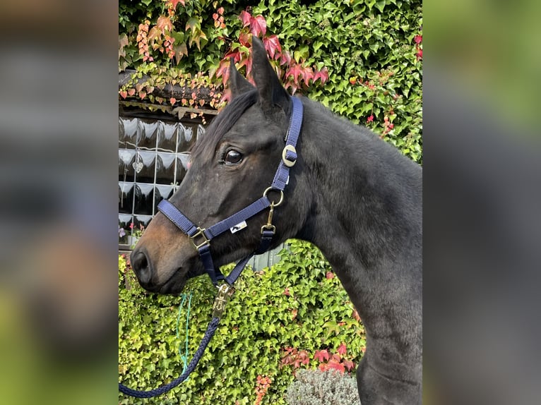 Caballo de deporte alemán Yegua 2 años 172 cm Castaño in Remscheid