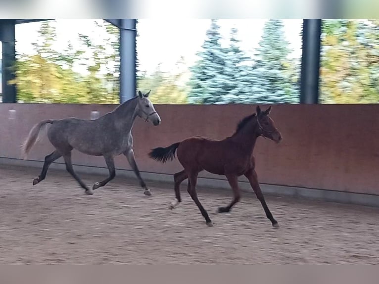 Caballo de deporte alemán Yegua 2 años 174 cm Castaño in Eibau