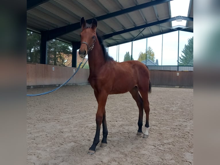 Caballo de deporte alemán Yegua 2 años 174 cm Castaño in Eibau