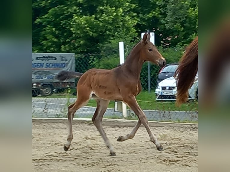 Caballo de deporte alemán Yegua 2 años 174 cm Castaño oscuro in Eibau