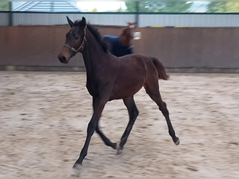 Caballo de deporte alemán Yegua 2 años 174 cm Castaño oscuro in Eibau