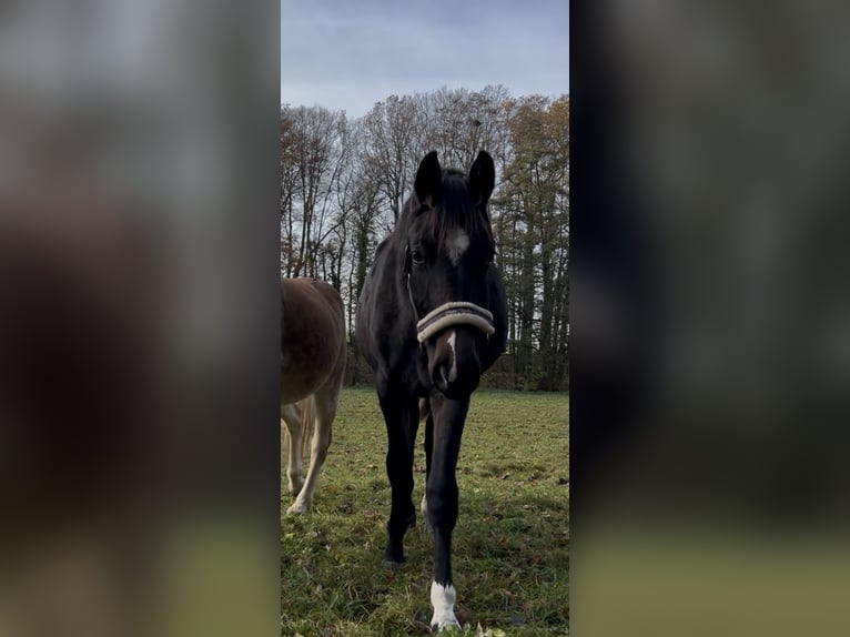 Caballo de deporte alemán Yegua 2 años 177 cm Castaño in Leipzig