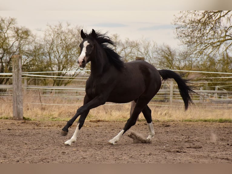 Caballo de deporte alemán Yegua 2 años 178 cm Morcillo in Schwedt/Oder