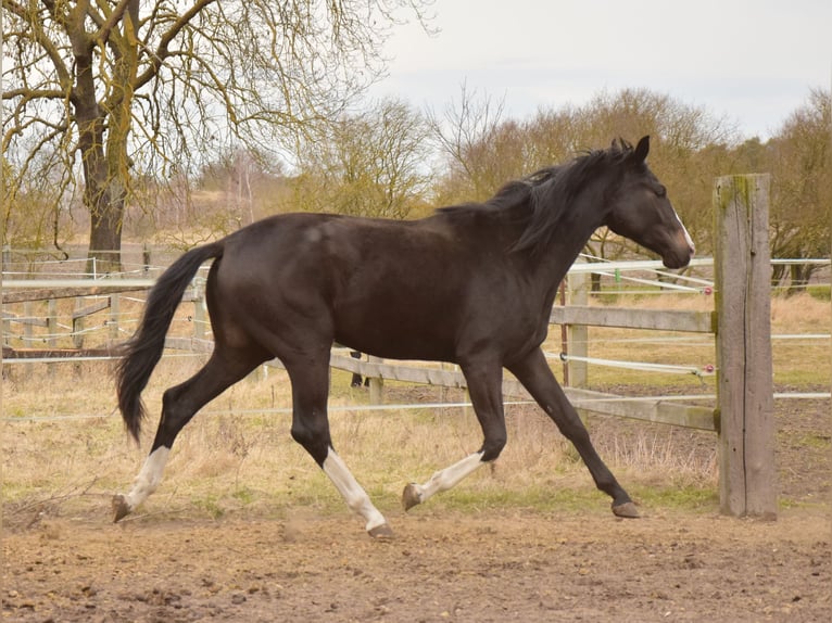 Caballo de deporte alemán Yegua 2 años 178 cm Morcillo in Schwedt/Oder