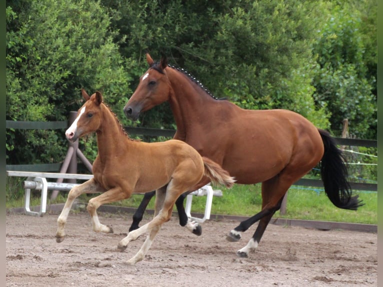 Caballo de deporte alemán Yegua 2 años Alazán in Bad Dürkheim
