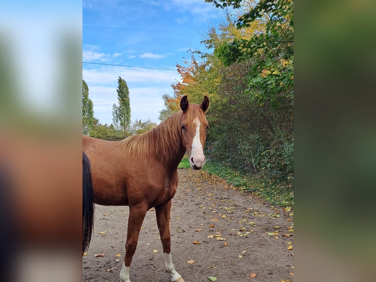 Caballo de deporte alemán Yegua 2 años Alazán in Bad Dürkheim
