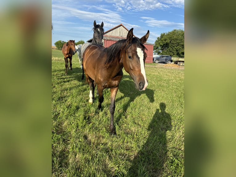 Caballo de deporte alemán Yegua 2 años Alazán-tostado in Aurach