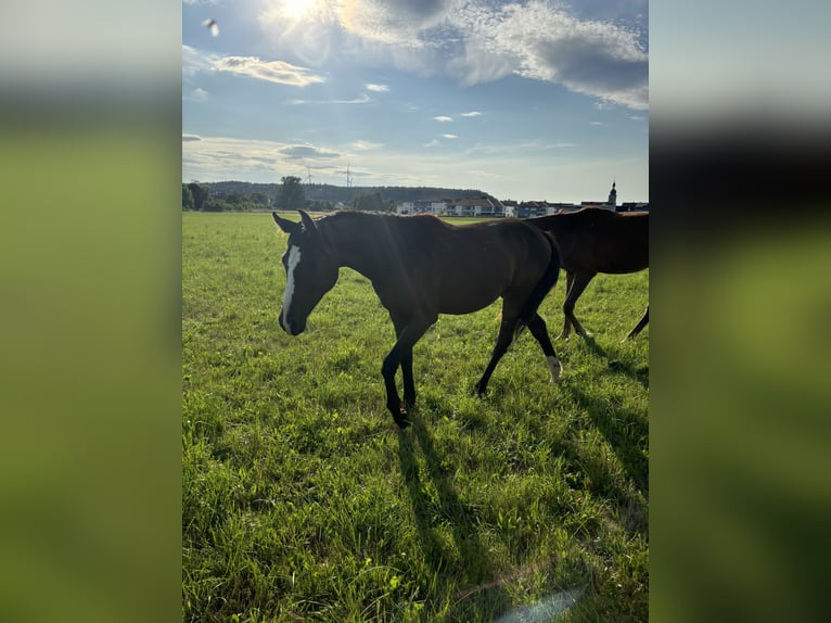 Caballo de deporte alemán Yegua 2 años Alazán-tostado in Aurach