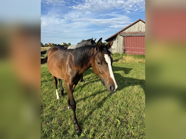 Caballo de deporte alemán Yegua 2 años Alazán-tostado in Aurach