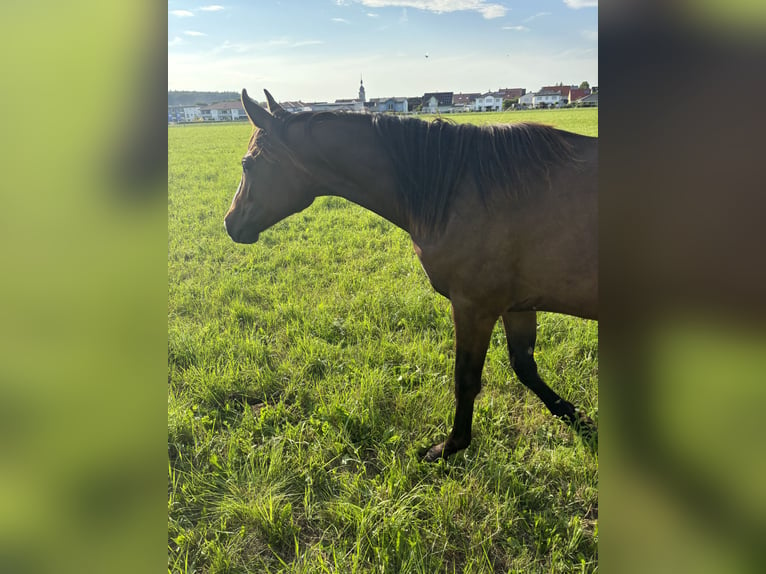 Caballo de deporte alemán Yegua 2 años Alazán-tostado in Aurach