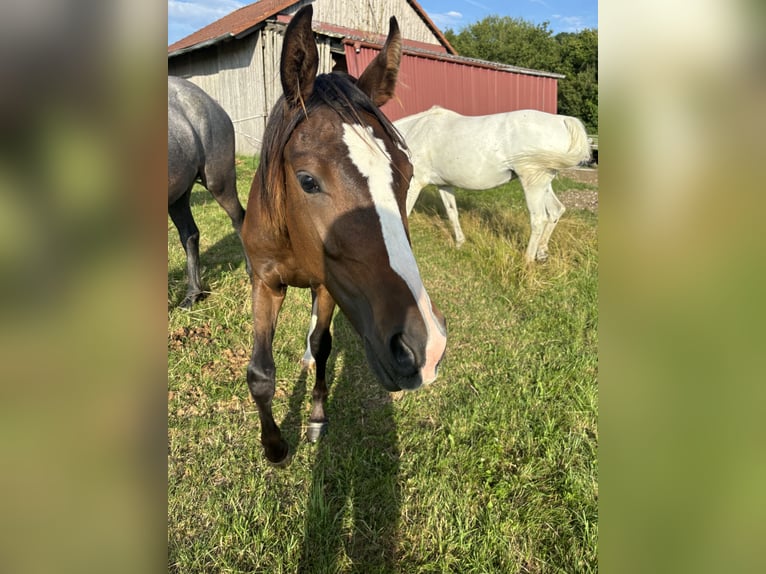 Caballo de deporte alemán Yegua 2 años Alazán-tostado in Aurach