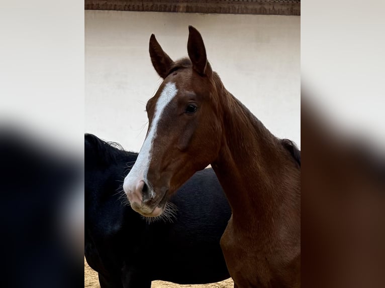Caballo de deporte alemán Yegua 2 años Alazán-tostado in Burgthann