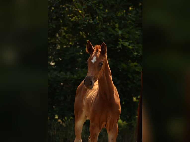 Caballo de deporte alemán Yegua 2 años Alazán-tostado in Schönwalde-Glien