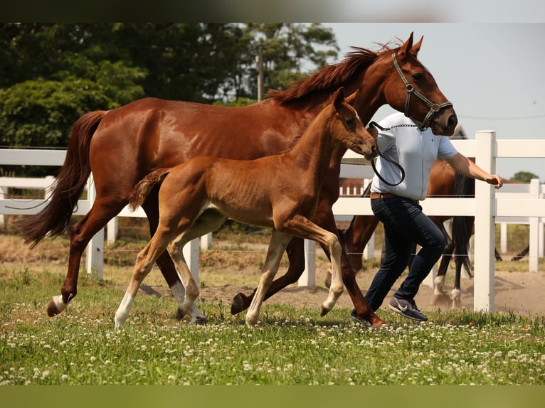 Caballo de deporte alemán Yegua 2 años Alazán-tostado in Schönwalde-Glien