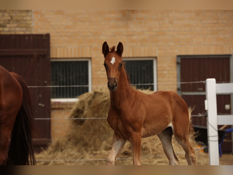 Caballo de deporte alemán Yegua 2 años Alazán-tostado in Schönwalde-Glien