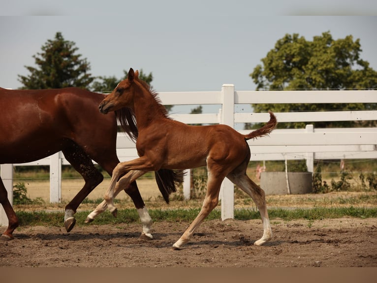 Caballo de deporte alemán Yegua 2 años Alazán-tostado in Schönwalde-Glien