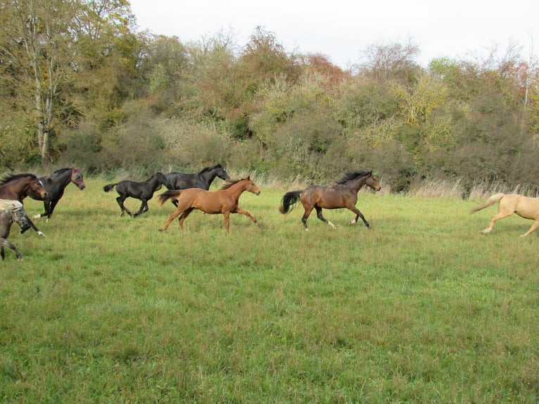 Caballo de deporte alemán Yegua 2 años  in Querfurt