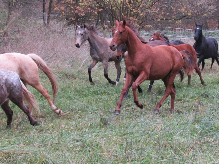 Caballo de deporte alemán Yegua 2 años  in Querfurt