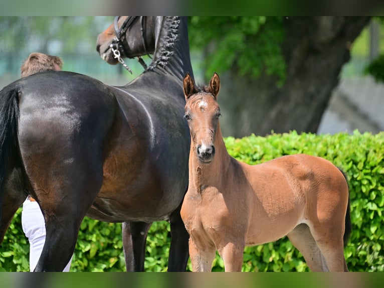 Caballo de deporte alemán Yegua 2 años Castaño in Schwedt Schönermark