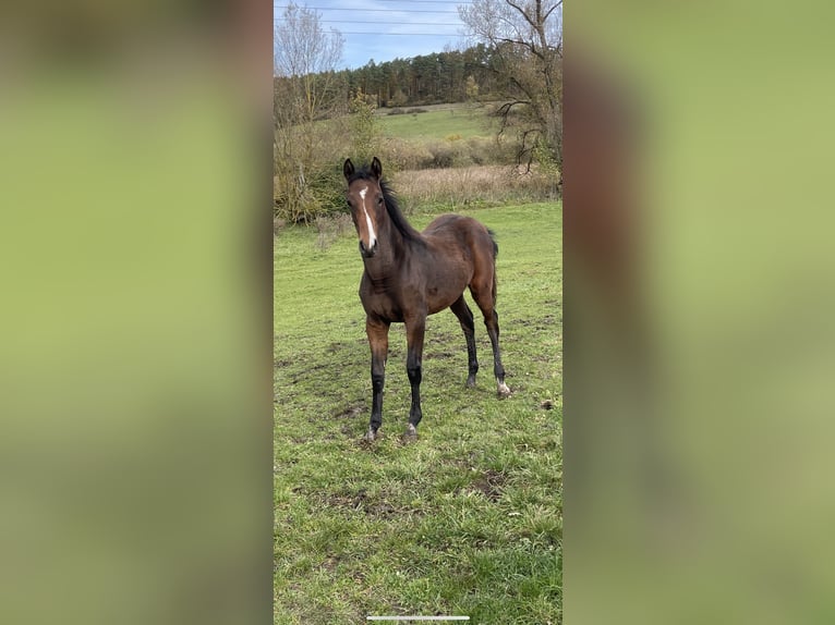 Caballo de deporte alemán Yegua 2 años Castaño in Empfingen