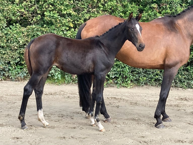 Caballo de deporte alemán Yegua 2 años Castaño in Husum