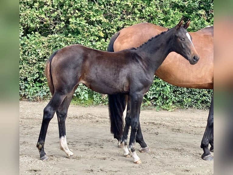 Caballo de deporte alemán Yegua 2 años Castaño in Husum