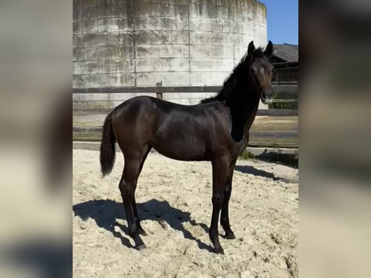 Caballo de deporte alemán Yegua 2 años Castaño in Bad König