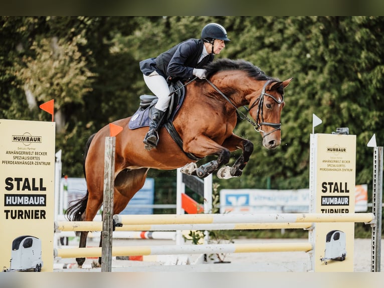 Caballo de deporte alemán Yegua 2 años Castaño in Bad Dürkheim