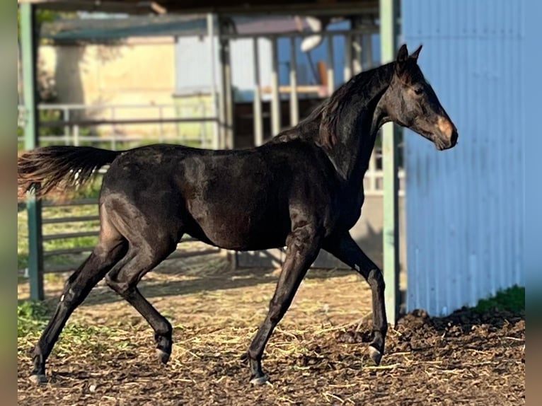 Caballo de deporte alemán Yegua 2 años Castaño oscuro in Meyenburg