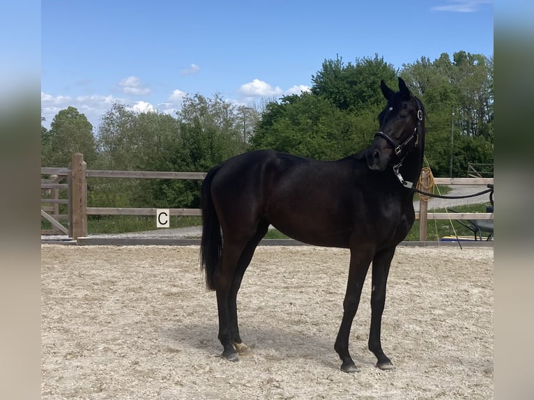 Caballo de deporte alemán Yegua 2 años Morcillo in Bad Griesbach im Rottal