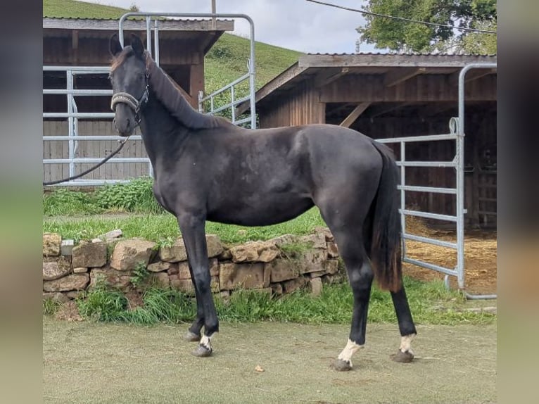 Caballo de deporte alemán Yegua 2 años Negro in Bad König