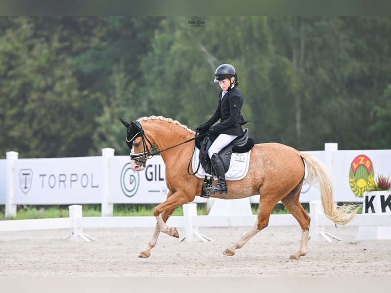 Caballo de deporte alemán Yegua 2 años Palomino in Rumia