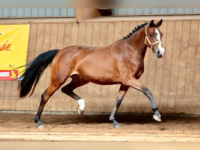 Caballo de deporte alemán Yegua 3 años 152 cm Castaño in B&#xF6;neb&#xFC;ttel