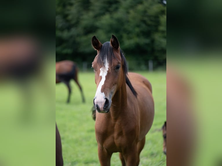 Caballo de deporte alemán Yegua 3 años 152 cm Castaño in B&#xF6;neb&#xFC;ttel