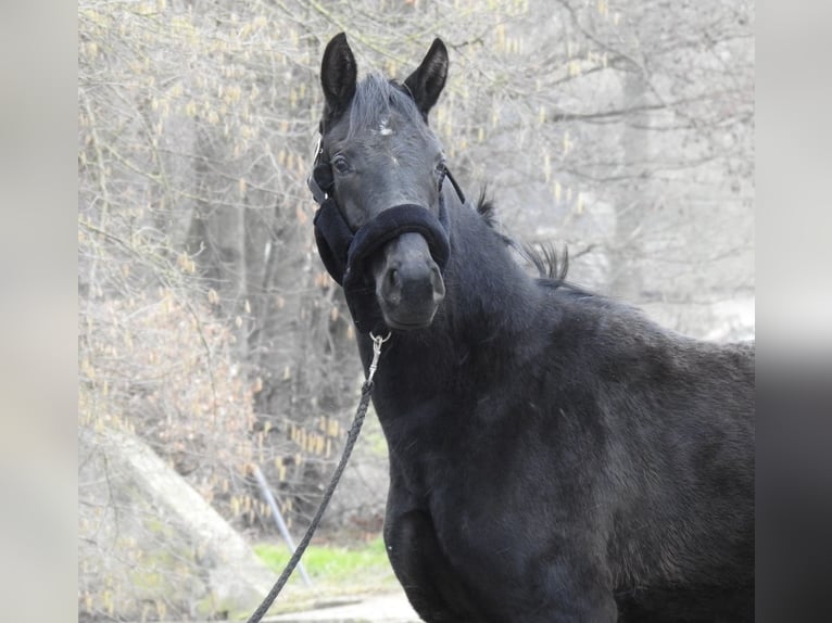 Caballo de deporte alemán Yegua 3 años 155 cm  in Verl