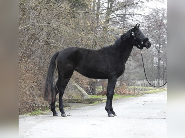 Caballo de deporte alemán Yegua 3 años 155 cm  in Verl
