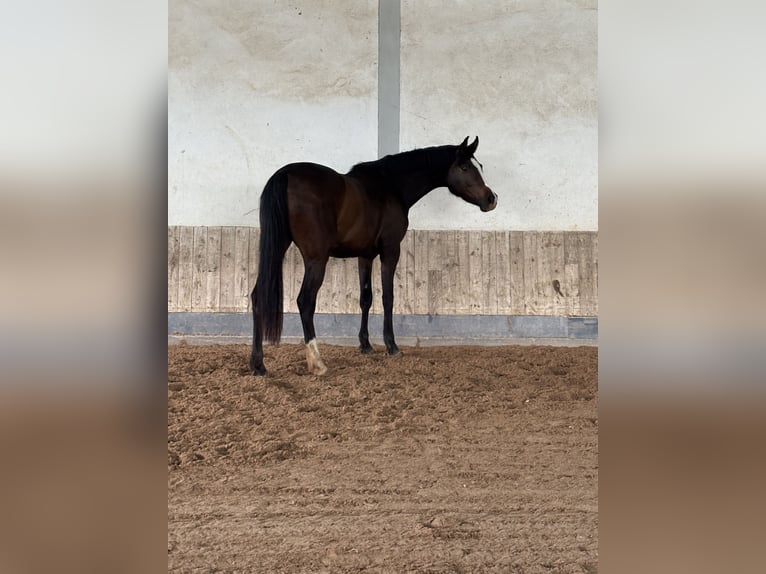 Caballo de deporte alemán Yegua 3 años 155 cm Castaño in Aurach