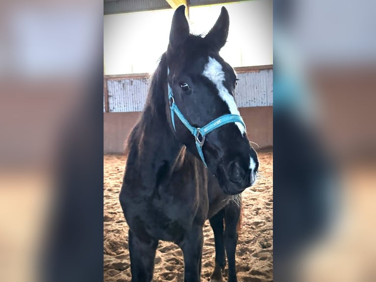 Caballo de deporte alemán Yegua 3 años 155 cm Negro in Dassel