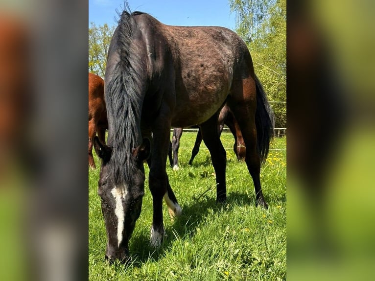 Caballo de deporte alemán Yegua 3 años 155 cm Negro in Dassel