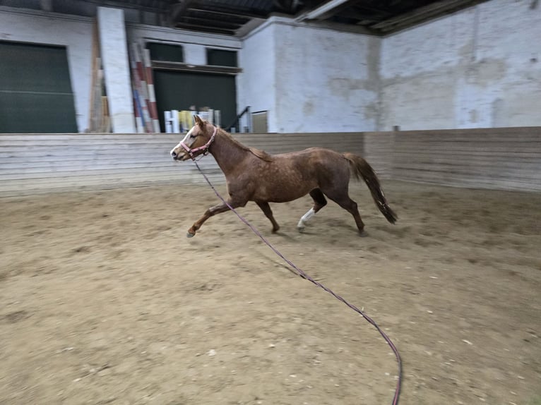 Caballo de deporte alemán Yegua 3 años 157 cm Alazán-tostado in Rehagen