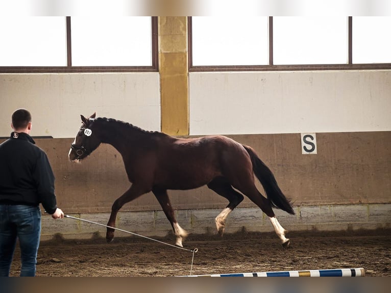 Caballo de deporte alemán Yegua 3 años 157 cm Alazán-tostado in Kraiburg am Inn