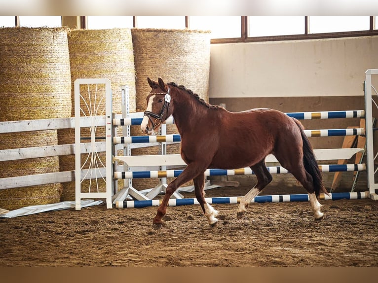 Caballo de deporte alemán Yegua 3 años 157 cm Alazán-tostado in Kraiburg am Inn