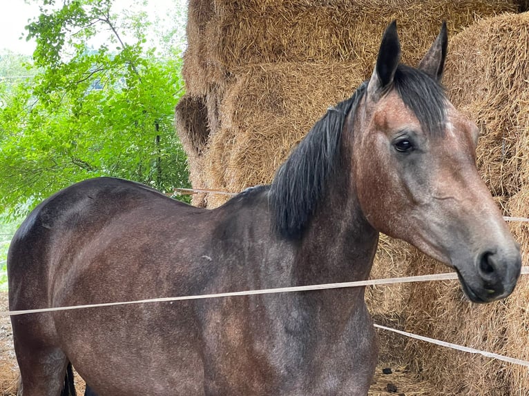 Caballo de deporte alemán Yegua 3 años 157 cm Tordo in EmpfingenEmpfingen