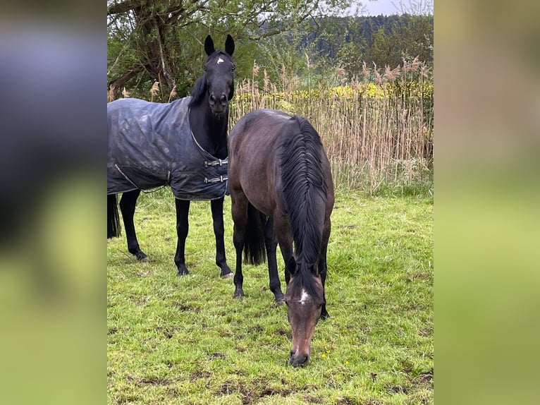 Caballo de deporte alemán Yegua 3 años 157 cm Tordo in EmpfingenEmpfingen