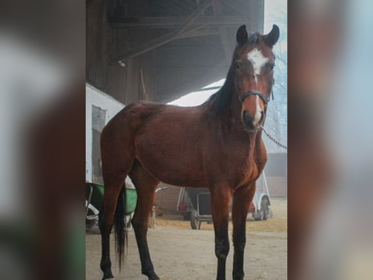 Caballo de deporte alemán Yegua 3 años 159 cm Castaño in Ertingen