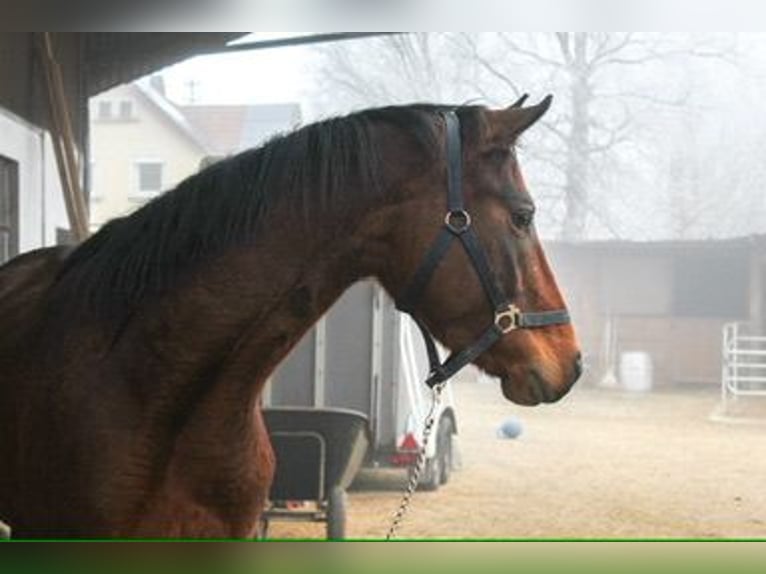 Caballo de deporte alemán Yegua 3 años 159 cm Castaño in Ertingen