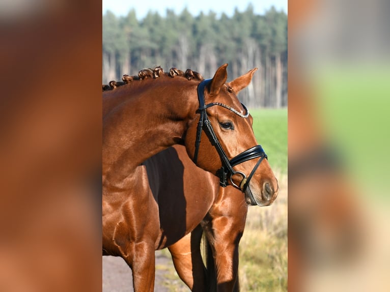 Caballo de deporte alemán Yegua 3 años 160 cm Alazán in Kamern