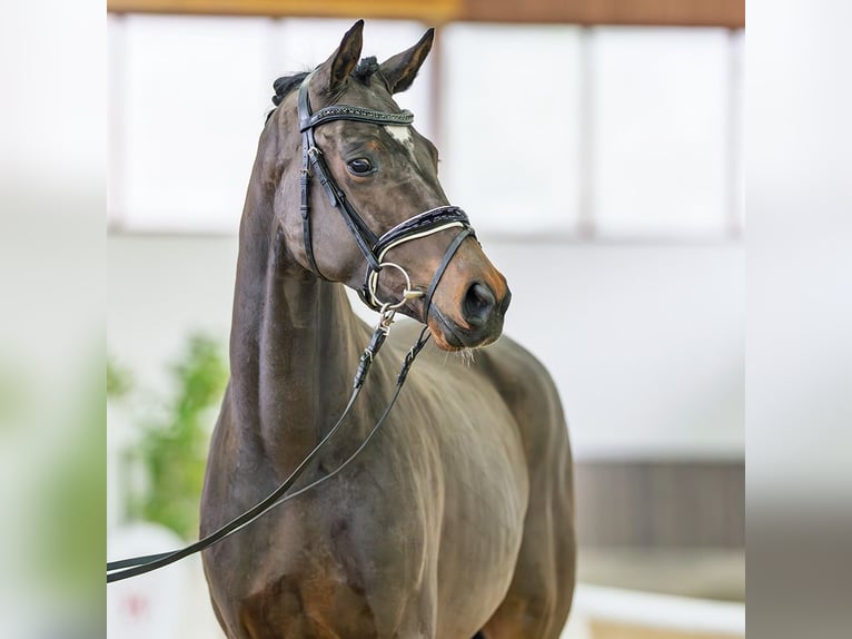 Caballo de deporte alemán Yegua 3 años 160 cm Castaño in M&#xFC;nster-Handorf