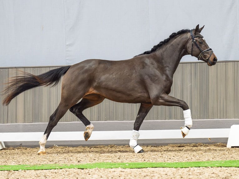 Caballo de deporte alemán Yegua 3 años 160 cm Castaño in M&#xFC;nster-Handorf