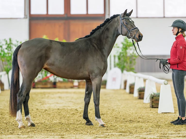 Caballo de deporte alemán Yegua 3 años 160 cm Castaño in M&#xFC;nster-Handorf